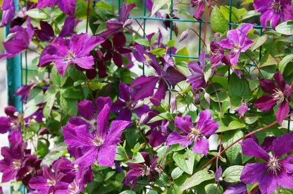 Clematis for the Urals: varieties + photos, cultivation