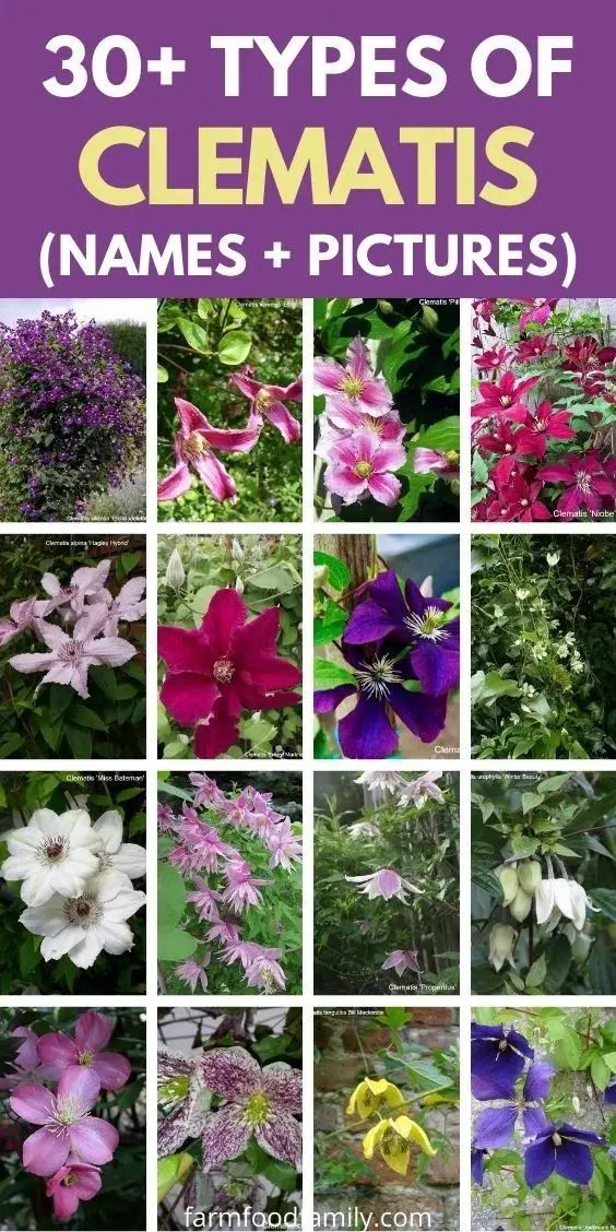 Clematis for the Urals: varieties + photos, cultivation