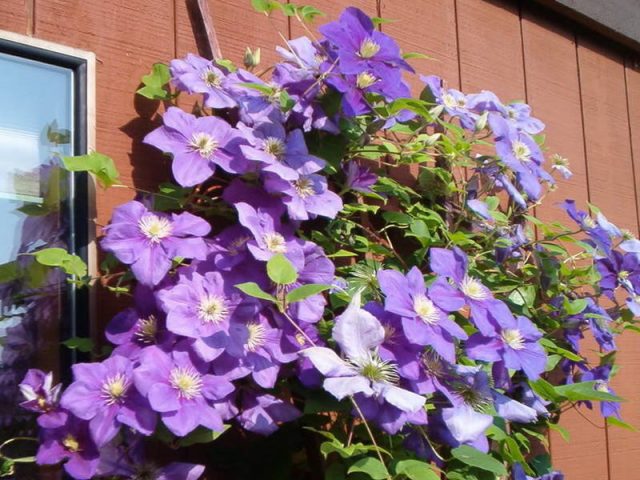 Clematis General Sikorsky: photo, planting and care