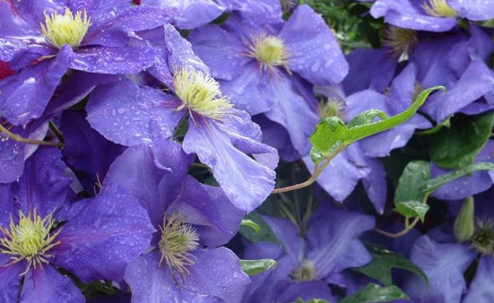 Clematis General Sikorsky: photo, planting and care