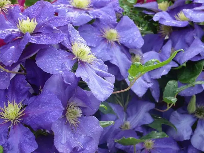Clematis General Sikorsky: photo, planting and care