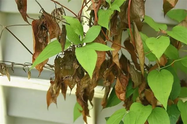 Clematis grandiflorum Wildfire