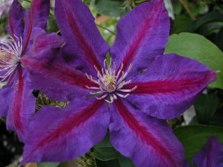 Clematis grandiflorum Wildfire