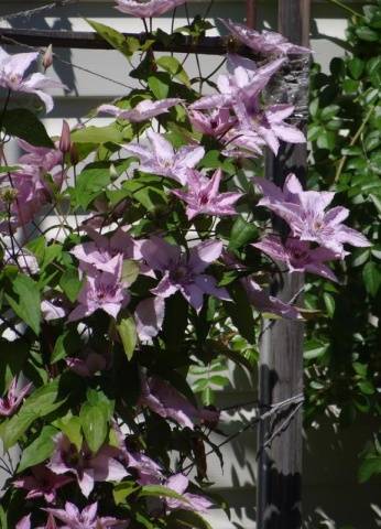 Clematis Hegley Hybrid