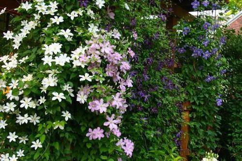 Clematis Hegley Hybrid