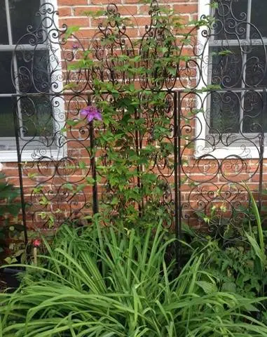 Clematis Hegley Hybrid