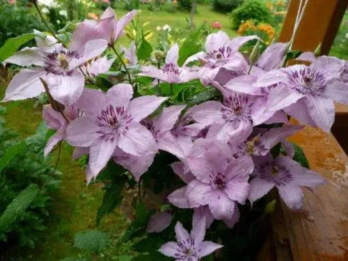 Clematis Hegley Hybrid