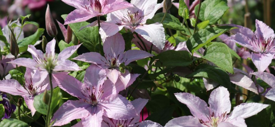 Clematis Hegley Hybrid