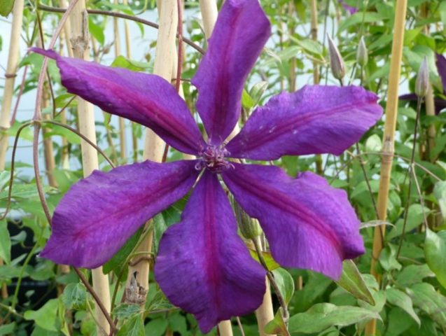 Clematis Honora: variety description and reviews