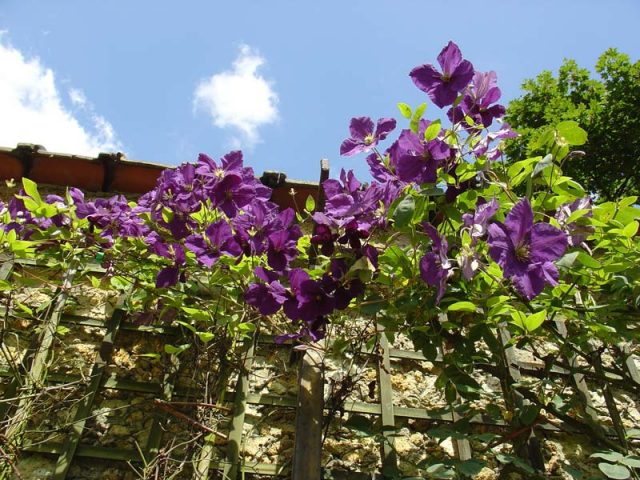 Clematis Honora: variety description and reviews