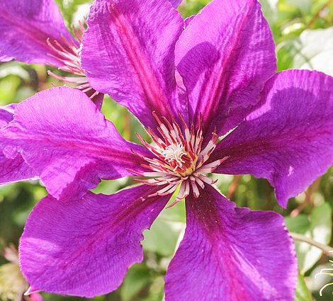 Clematis Honora: variety description and reviews