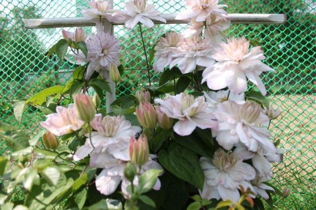 Clematis Innocent Blush: photo and description, care