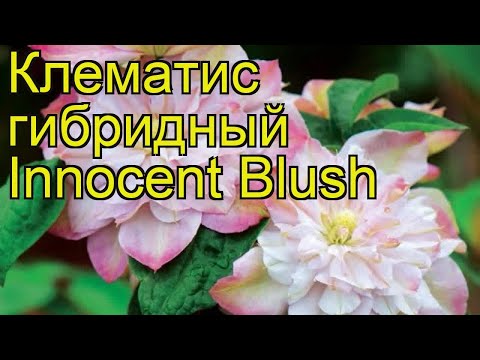 Clematis Innocent Blush: photo and description, care