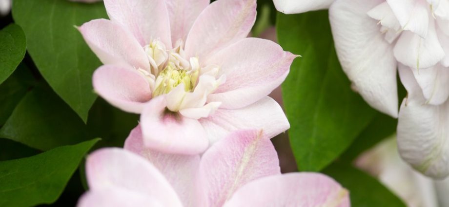 Clematis Innocent Blush: photo and description, care