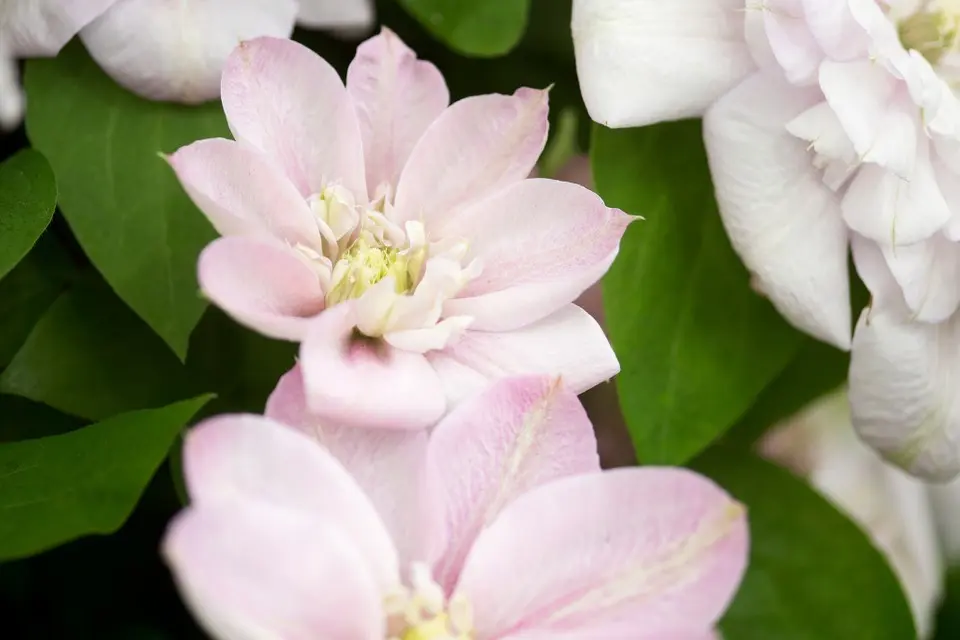 Clematis Innocent Blush: photo and description, care