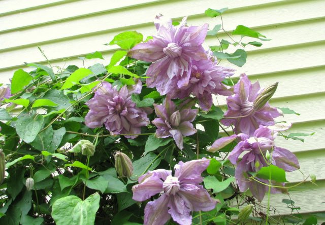 Clematis Innocent Glans: description, care, photo