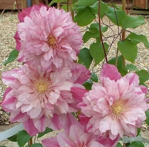 Clematis Innocent Glans: description, care, photo