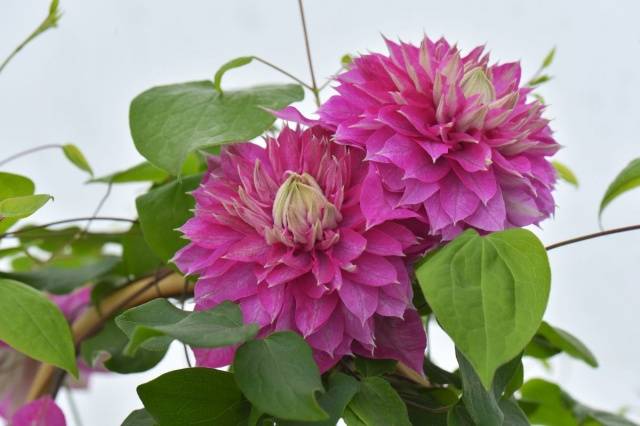 Clematis Kaiser