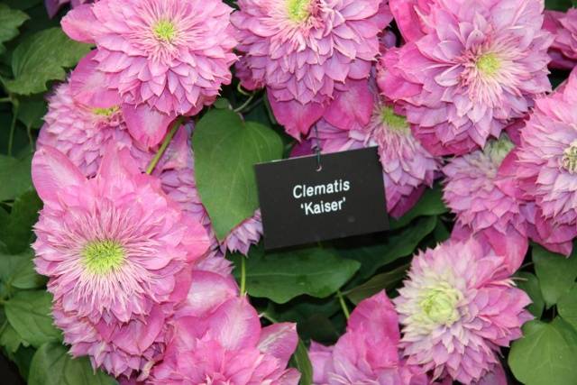 Clematis Kaiser