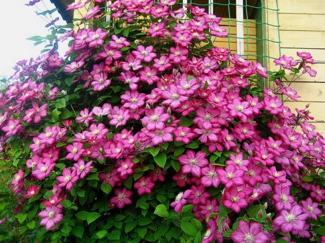 Clematis Kaiser