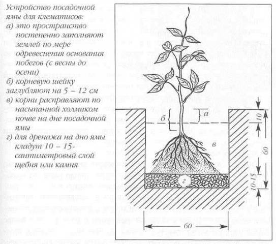 Clematis Kaiser