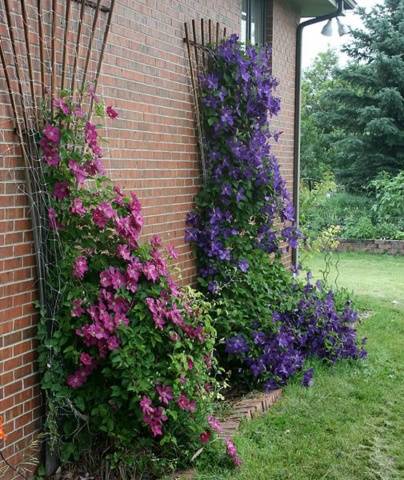 Clematis Kaiser