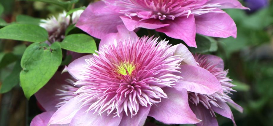 Clematis Kaiser