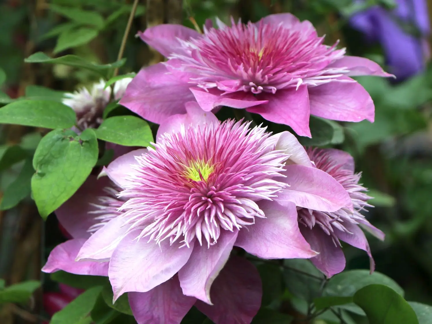 Clematis Kaiser