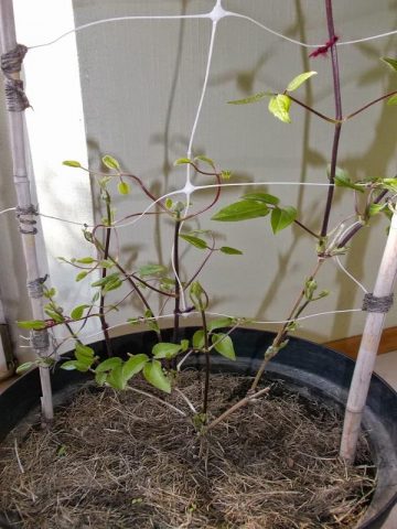 Clematis Kakio: description, pruning group, care, photo