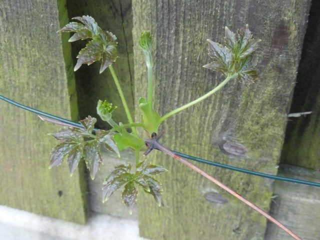 Clematis Kakio: description, pruning group, care, photo