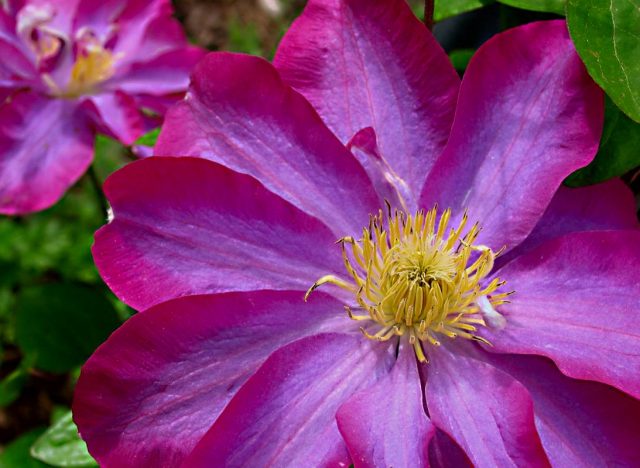 Clematis Kakio: description, pruning group, care, photo