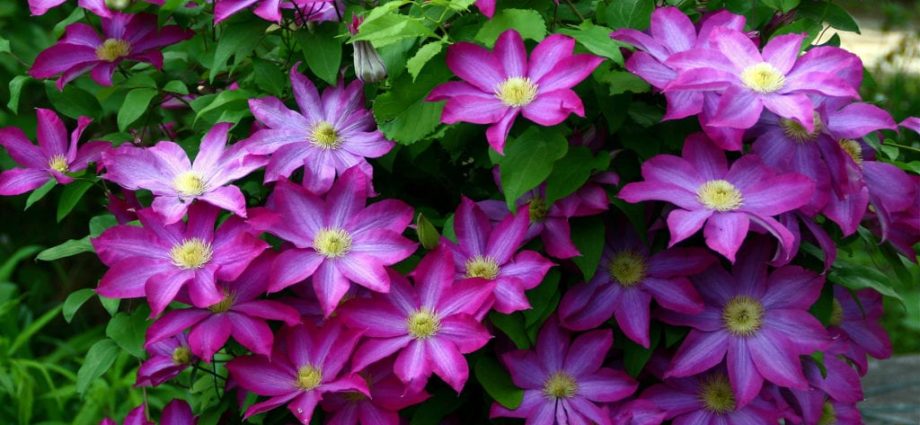 Clematis Kakio: description, pruning group, care, photo