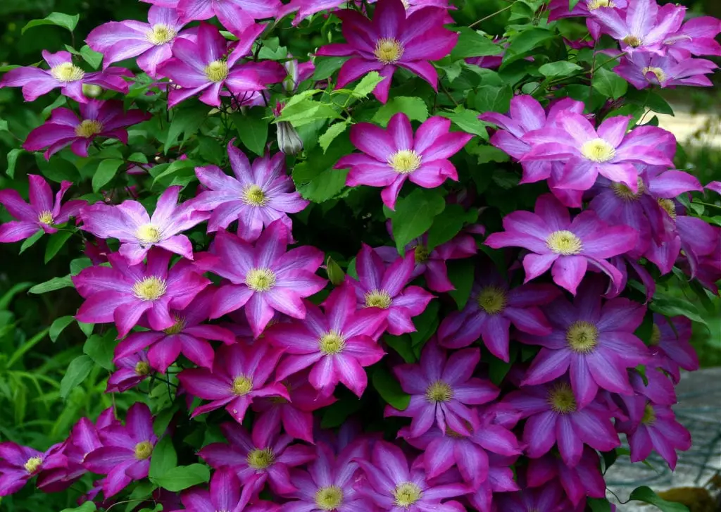 Clematis Kakio: description, pruning group, care, photo