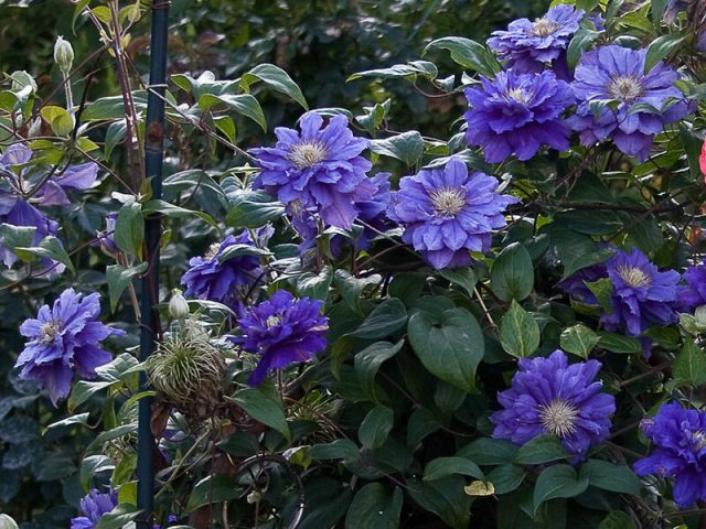 Clematis Kiri Te Kanawa: description, pruning group, reviews