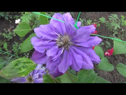 Clematis Kiri Te Kanawa: description, pruning group, reviews