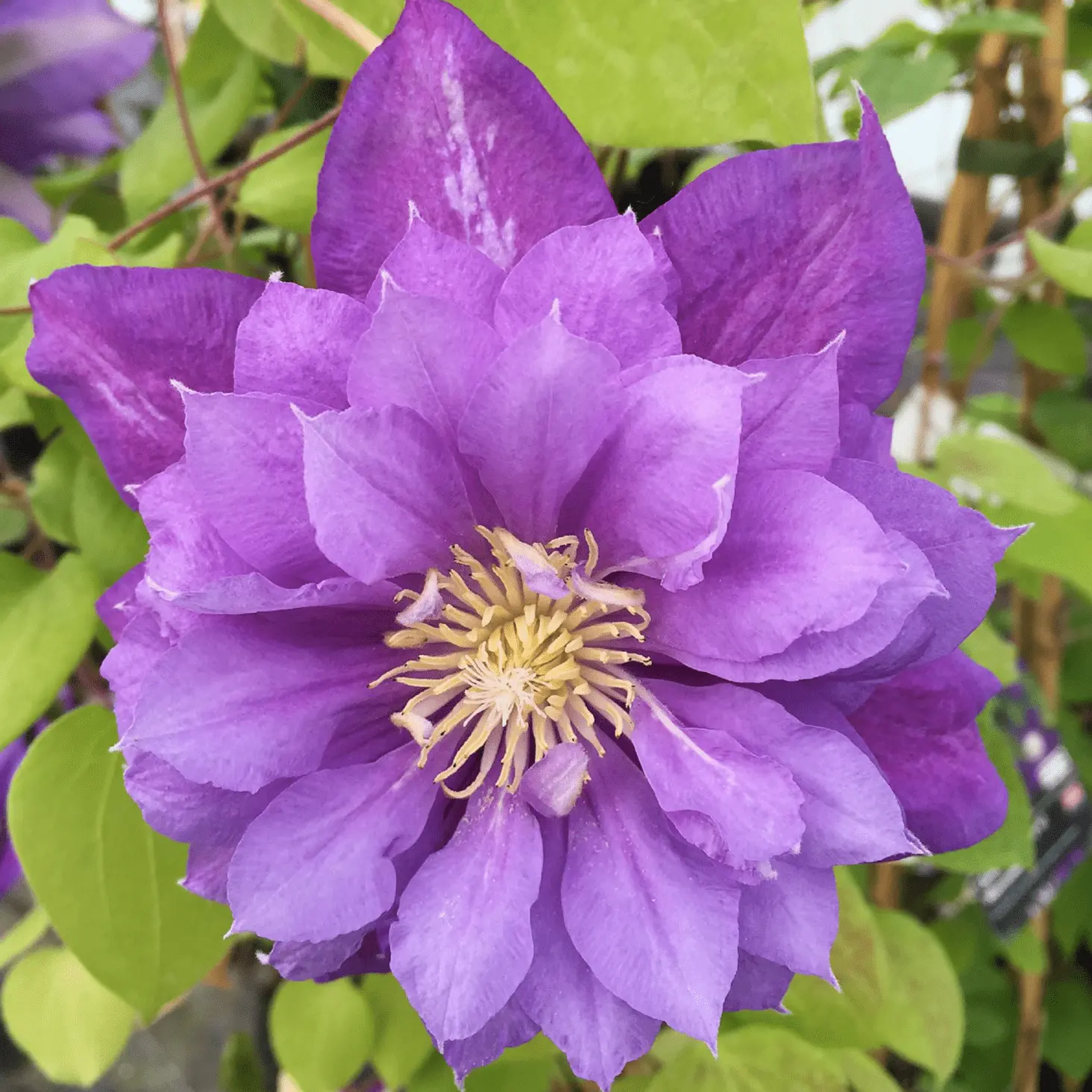 Clematis Kiri Te Kanawa: description, pruning group, reviews