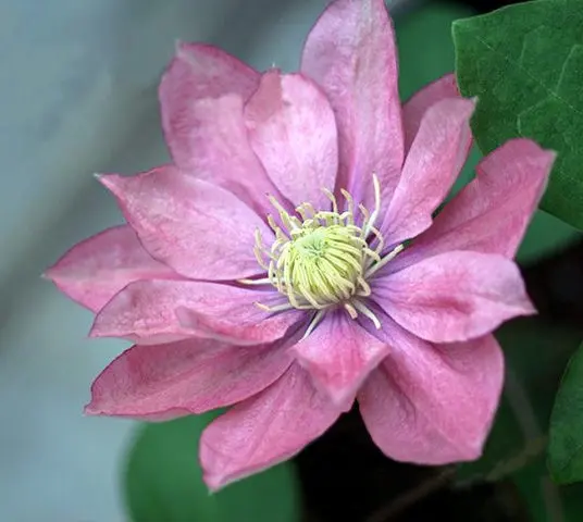 Clematis Little Mermaid: variety description, pruning group, reviews