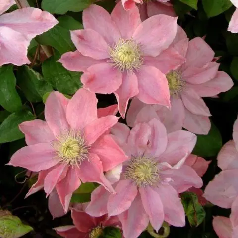 Clematis Little Mermaid: variety description, pruning group, reviews