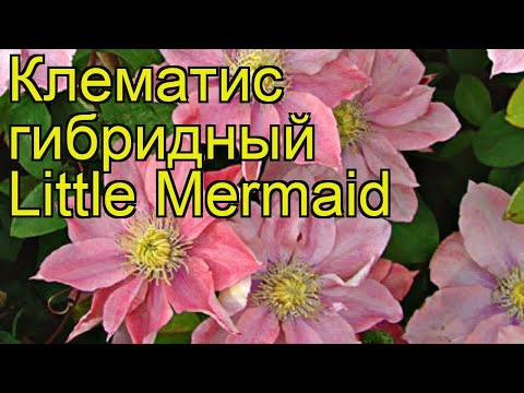 Clematis Little Mermaid: variety description, pruning group, reviews