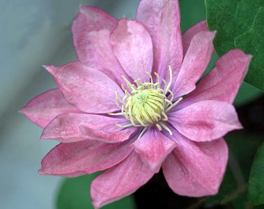 Clematis Little Mermaid: variety description, pruning group, reviews