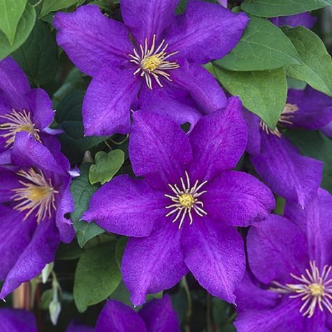 Clematis Luther Burbank: variety description