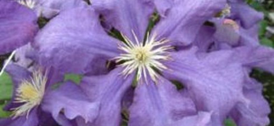 Clematis Luther Burbank: variety description