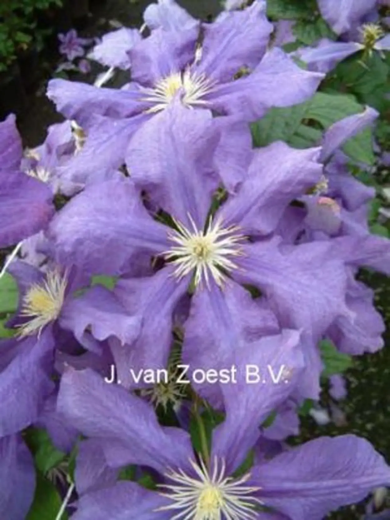 Clematis Luther Burbank: variety description