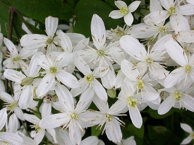 Clematis Manchurian