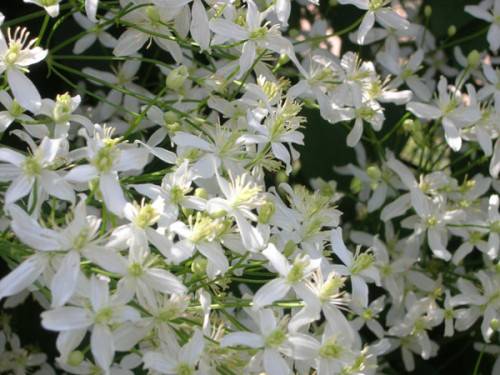 Clematis Manchurian