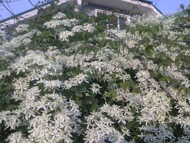 Clematis Manchurian