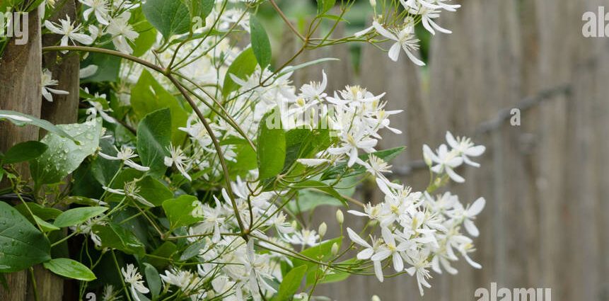 Clematis Manchurian