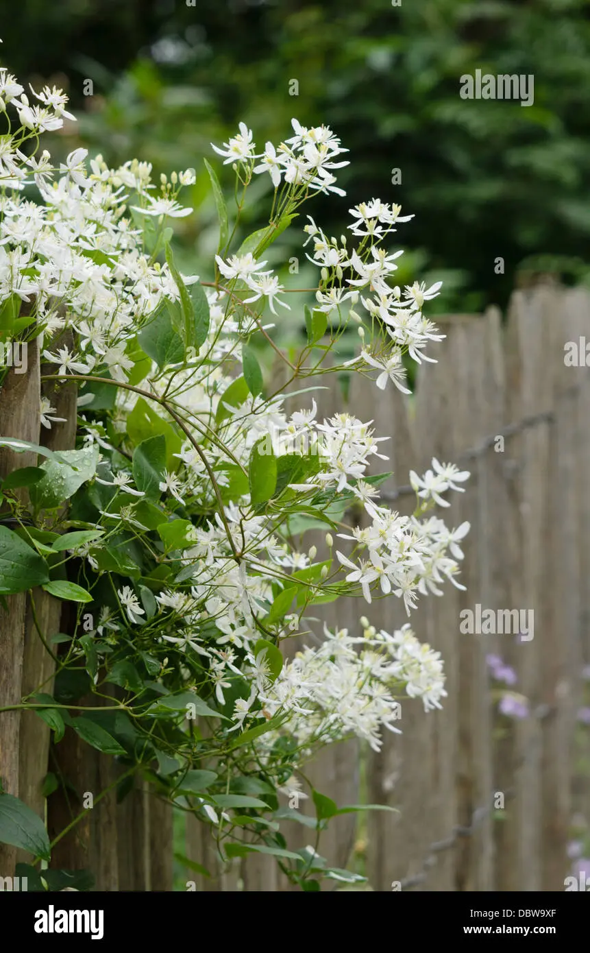 Clematis Manchurian