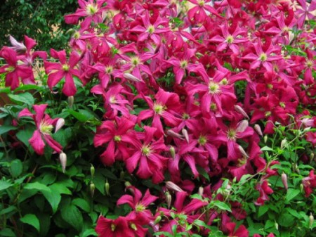 Clematis Mazovshe: photo and description