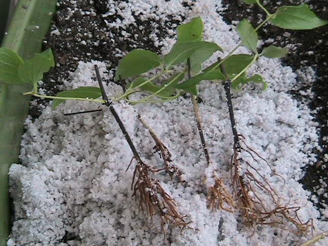 Clematis Mazovshe: photo and description